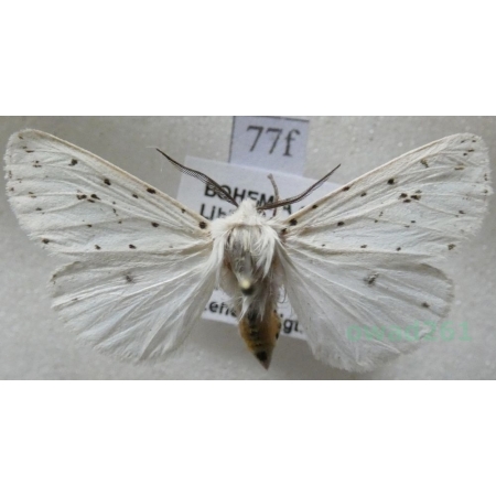 Spilosoma lubricipeda (Linnaeus, 1758) Szewnica miętówka Czech77f